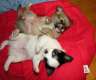 Chihuahua Welpe mit Papiere
